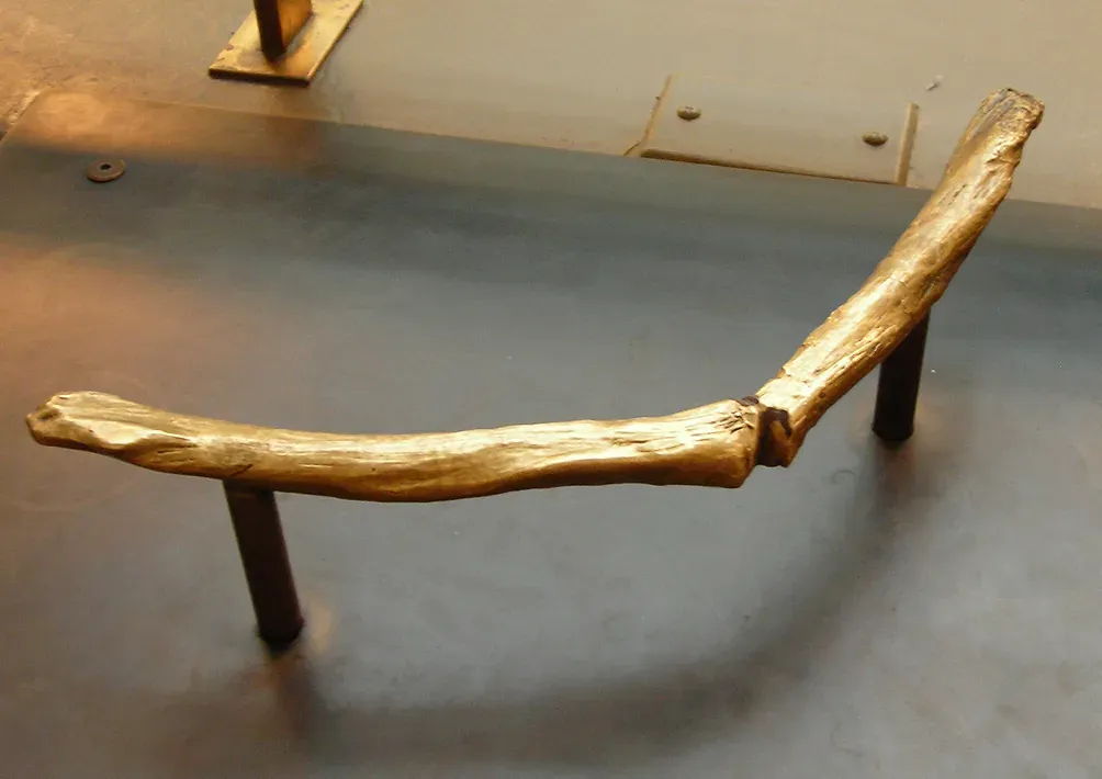 #5 - A Single Bone Helped Confirm Dinosaurs Are Basically Birds (CC BY-SA 2.5)