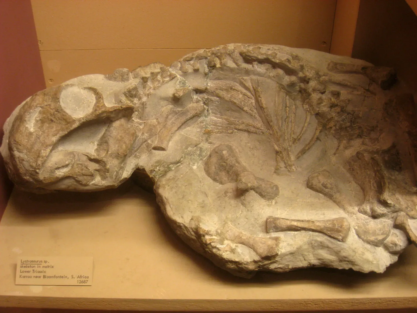 Fossils That Prove the Connection (Image Credits: Wikimedia)