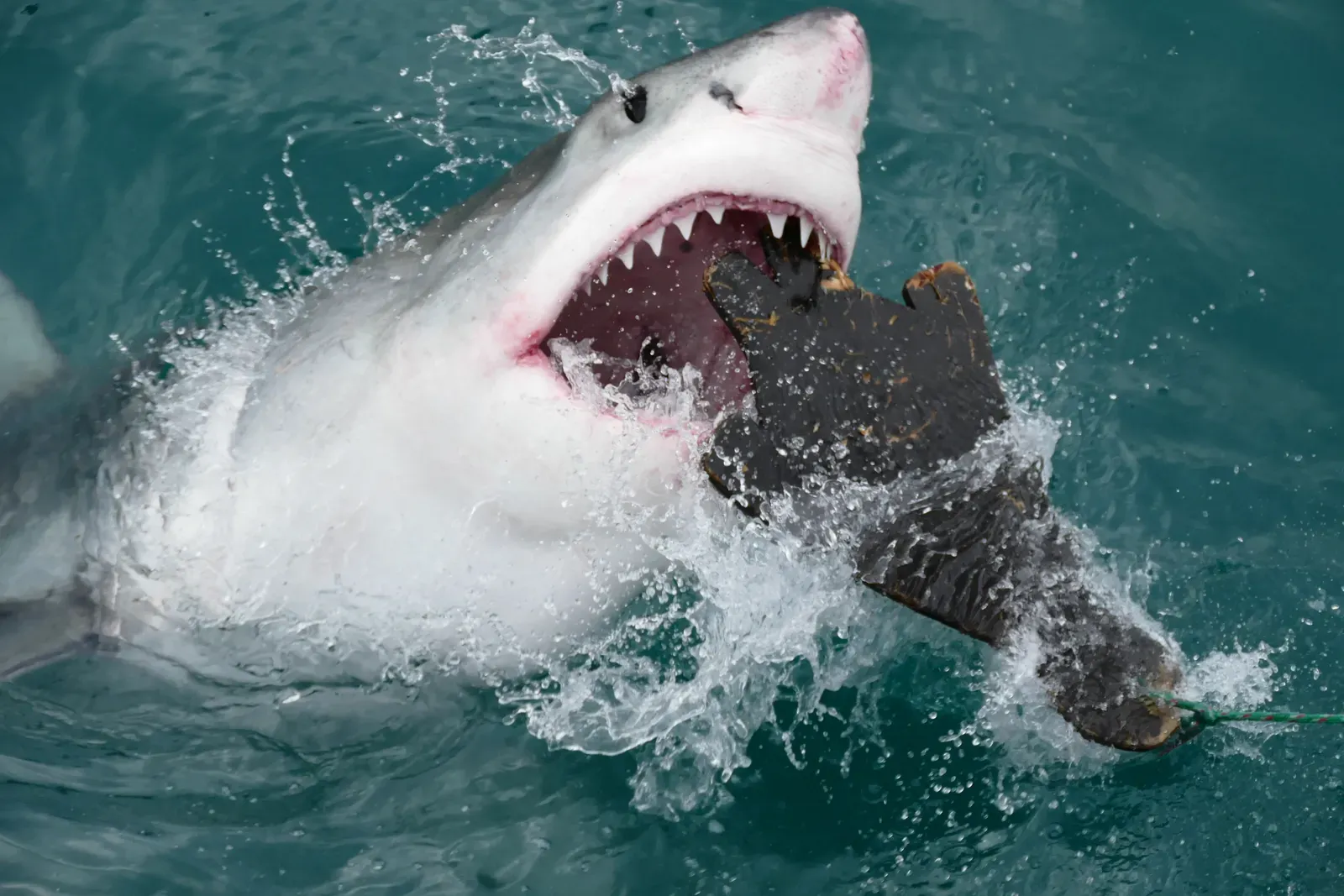 Humans Cast as Preferred Prey (Great White Shark (Carcharodon carcharias) attacking a seal shaped decoy ..., CC BY-SA 2.0)