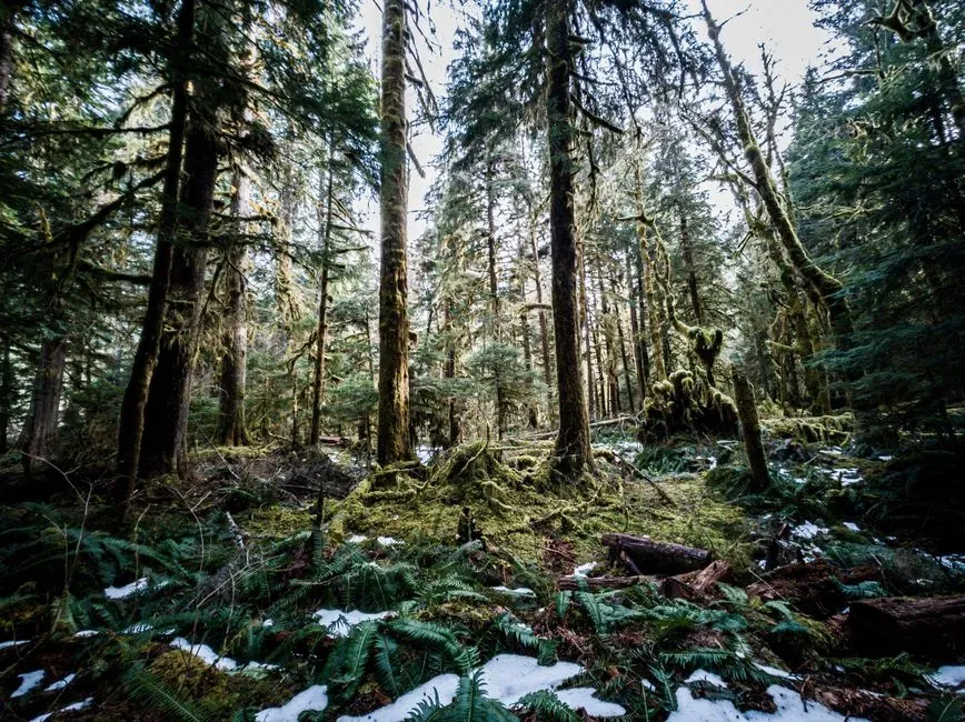 From Frozen Desert To Lush Green World (Image Credits: Pexels)
