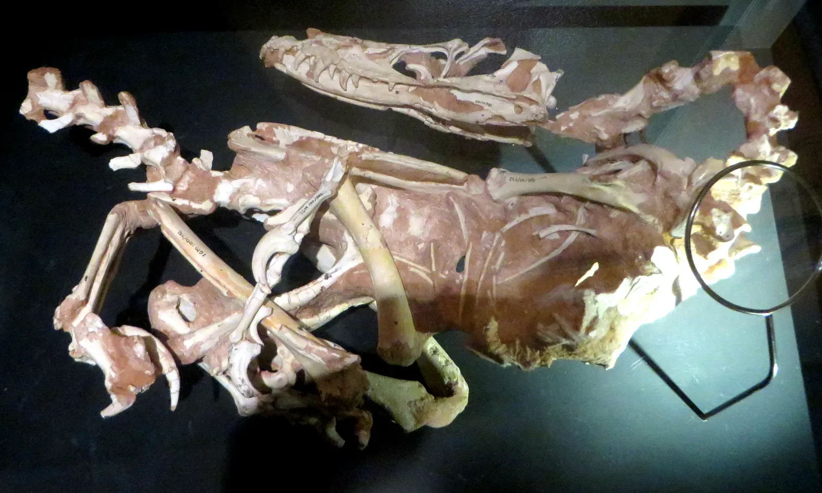 #12 - Scientists Have Only Confirmed Two Species - Ever (By Eden, Janine and Jim, CC BY 2.0)