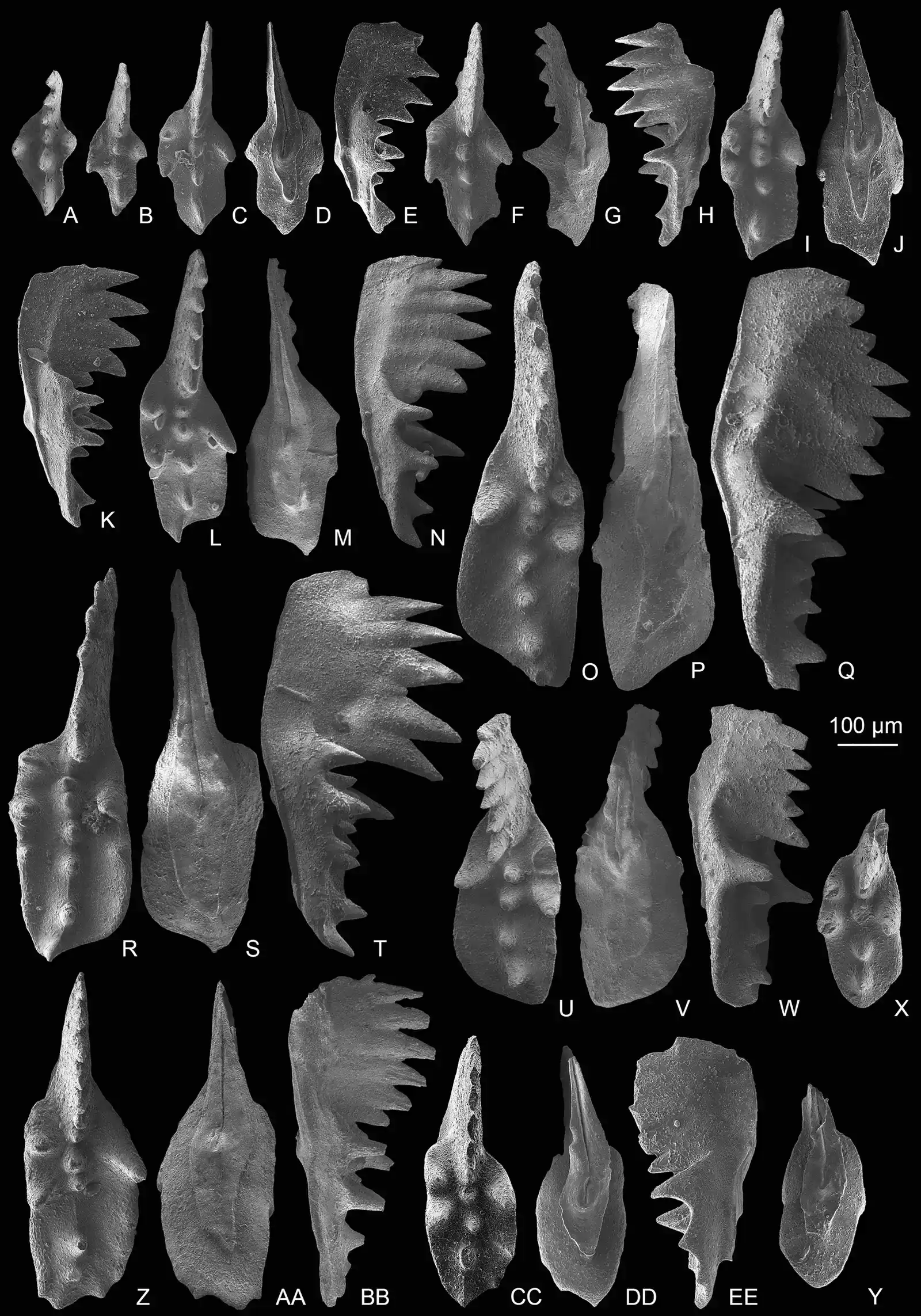 3. Conodonts: The Microscopic Teeth That Fooled Science for a Century (Zeng W, Jiang H, Chen Y, Ogg J, Zhang M, Dong H. 2023. Upper Norian conodonts from the Baoshan block, western Yunnan, southwestern China, and implications for conodont turnover. In: PeerJ, 11:e14517, DOI 10.7717/peerj.14517, CC BY-SA 4.0)