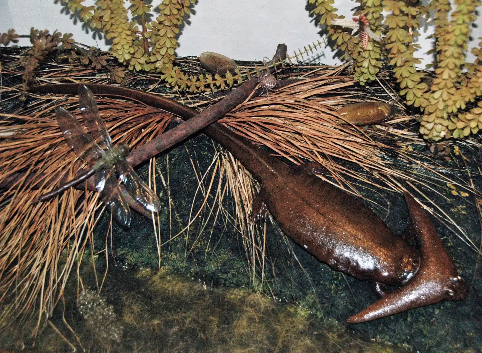 #2 - The Largest Insect Ever Found Had a 28-Inch Wingspan (Diorama of a Permian forest floor - Diploceraspis 3, CC BY 2.0)
