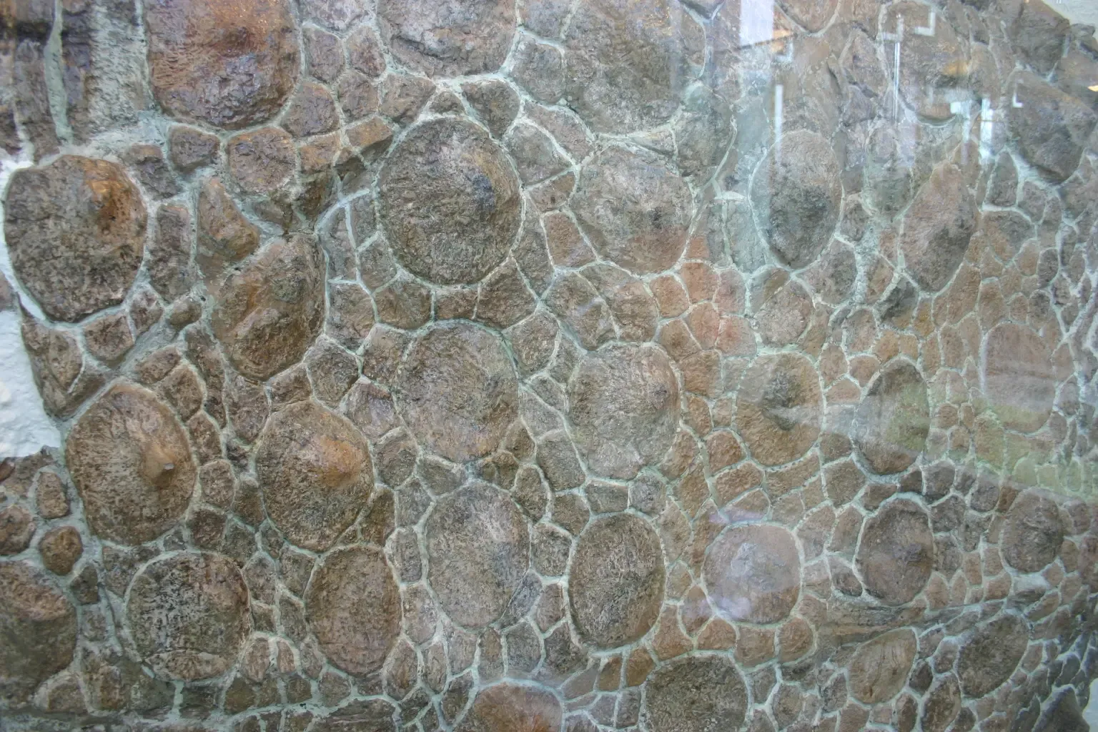 10. Its Fossils Are Helping Us Reconstruct Ancient Ecosystems, Not Just a Single Species (Sauropelta edwardsiUploaded by FunkMonk, CC BY-SA 2.0)