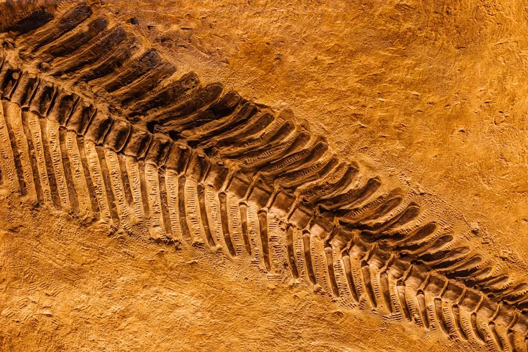 #12 - The Dinosaur Tail That Looked Uncomfortably Mammalian (Image Credits: Unsplash)