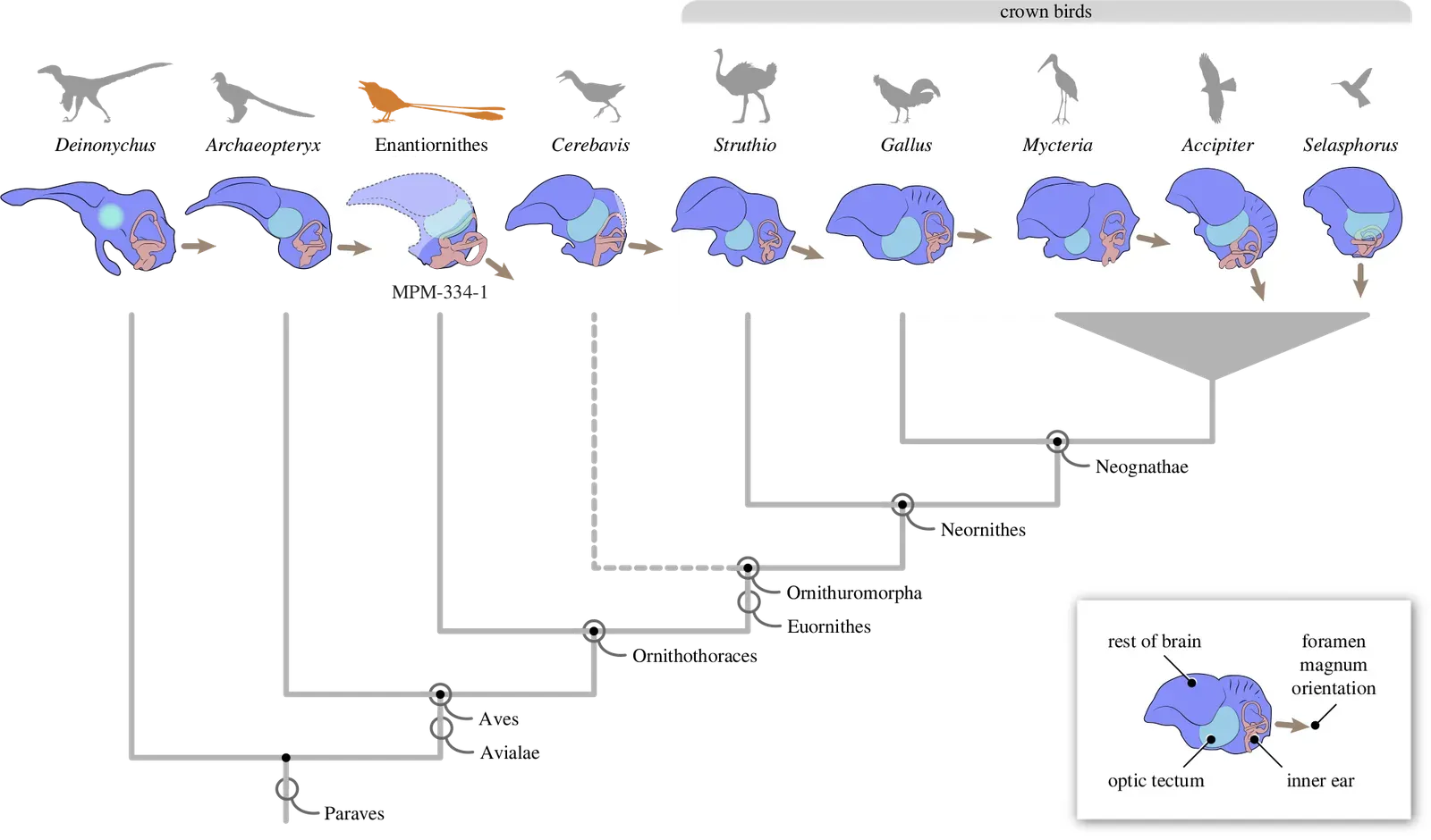 The Evolving Link Between Dinosaurs, Birds, and Brain Development (Image Credits: Wikimedia)