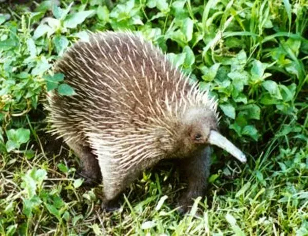 #2 - The Egg-Laying Mammal That Waited 62 Years in the Mountains (Transferred from English Wikipedia., CC BY-SA 3.0)