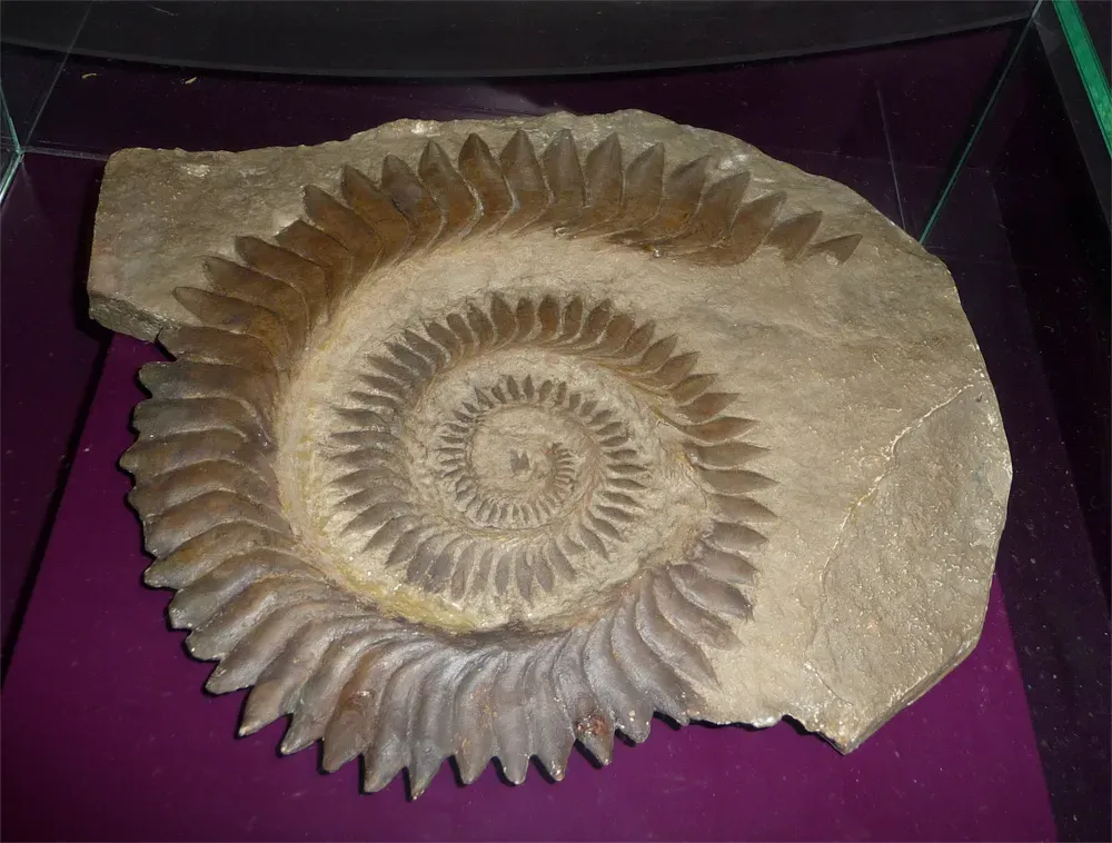 #16 - The Spiral Tooth Nobody Could Place (By This illustration was made by Citron
You must credit this : Citron / CC-BY-SA-3.0, CC BY-SA 3.0)