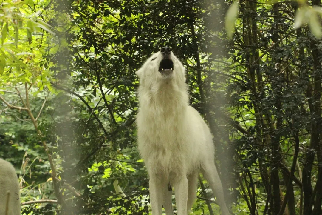 The Wolf Within You Speaks of Loyalty and Instinct (Image Credits: Unsplash)