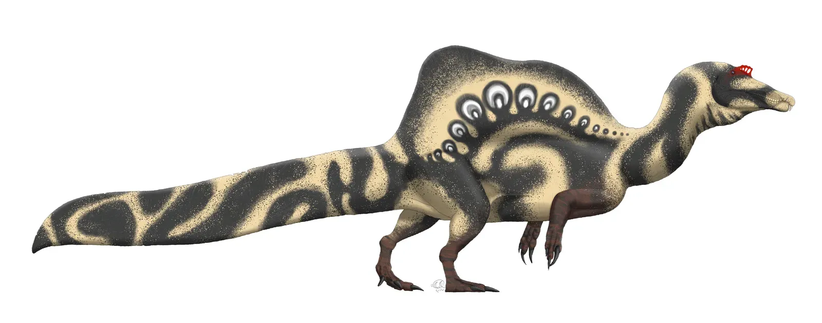 6. Spinosaurus Was the World's Largest Carnivore - and It Could Swim (Image Credits: Wikimedia)