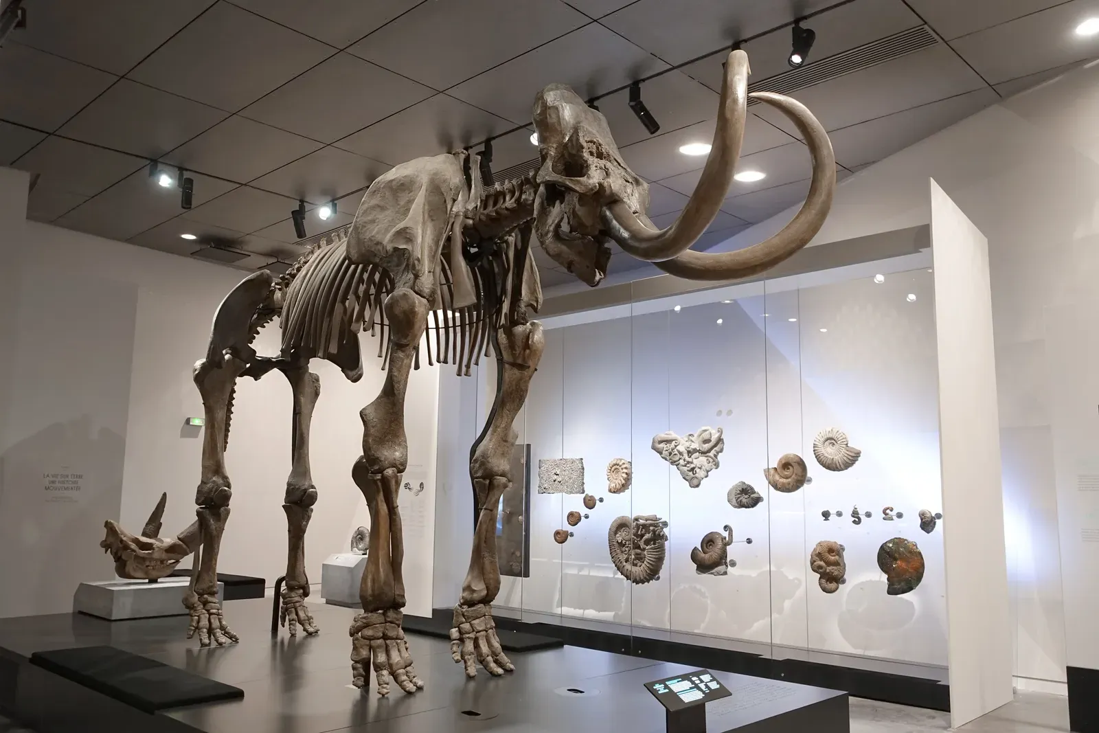 #16: Mammoths Quietly Lost Nearly 100 Genes on Their Way to Becoming Mammoths (By El pitareio, CC BY-SA 4.0)