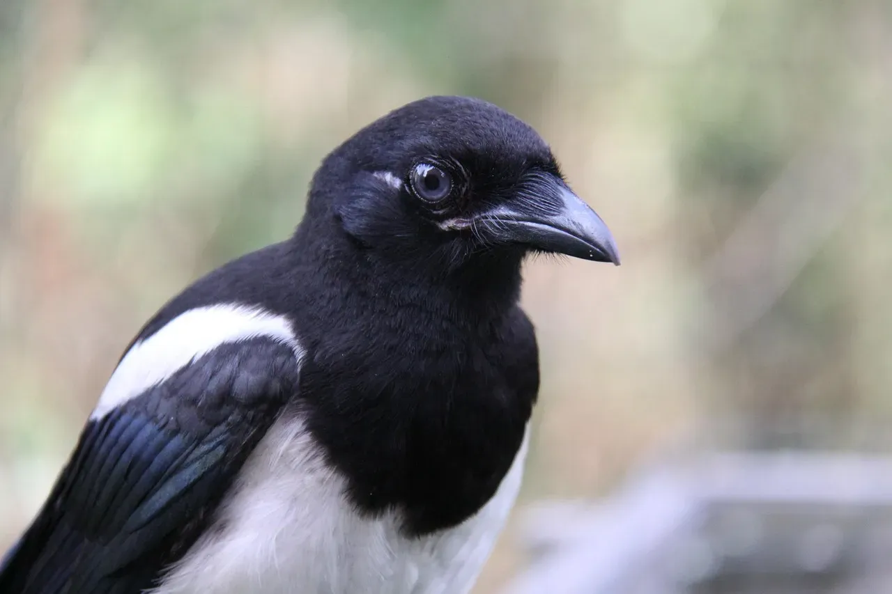 Modern Birds as Living Clues (Image Credits: Pixabay)