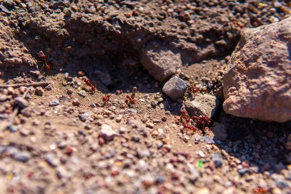 6. Desert Ants Counting Steps in a Featureless Wasteland (Image Credits: Pexels)