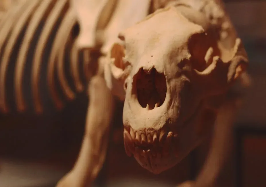 The Therapsid Revolution: When Mammals Started to Take Shape (Image Credits: Pexels)