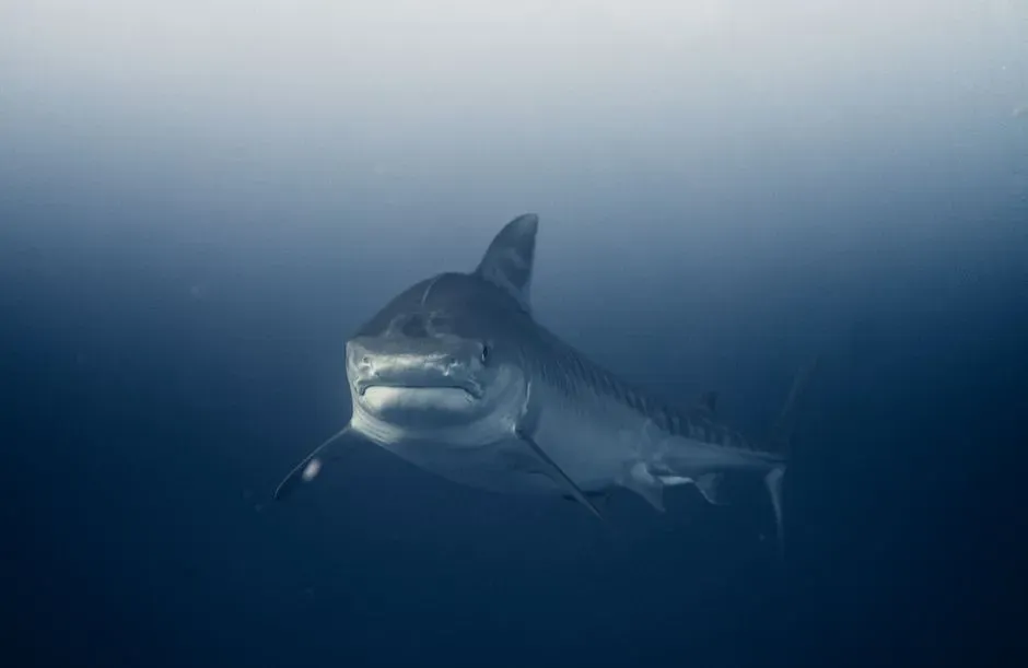 #11 - The Family Tree Correction: Megalodon Isn't the Great White's Ancestor (Image Credits: Pexels)