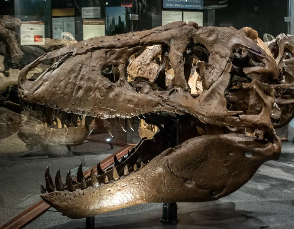 The Changing Bite Through a T. Rex's Life (Image Credits: Flickr)