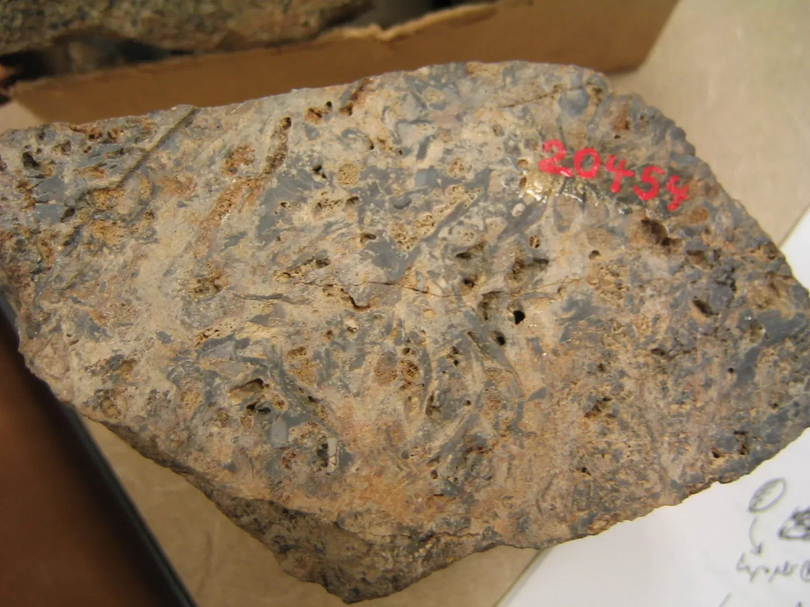 #11 - Rhynie Chert, Scotland (Transferred from en.wikipedia to Commons., Public domain)