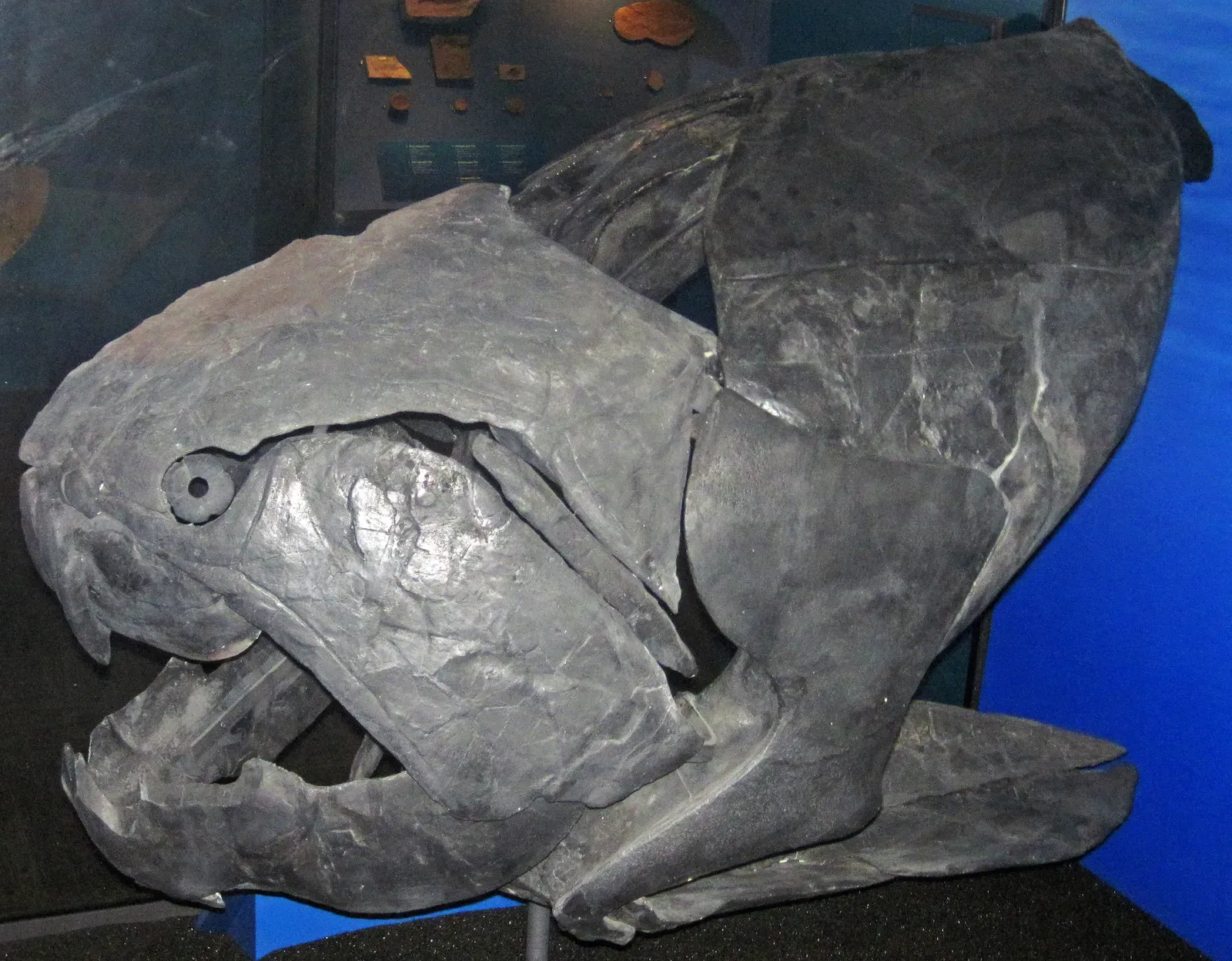 #17 - Dunkleosteus, the Armored Fish With Self-Sharpening Bone Blades (Dunkleosteus terrelli (fossil fish) (Cleveland Shale Member, Ohio Shale, Upper Devonian; Rocky River Valley, Cleveland, Ohio, USA) 16, CC BY 2.0)