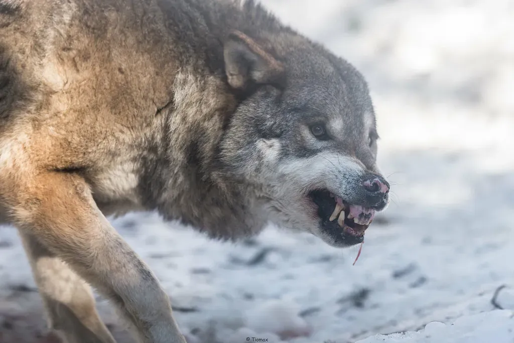 #1 - Alpha Wolves Rule Through Combat and Fear (Tiomax80, Flickr, CC BY 2.0)