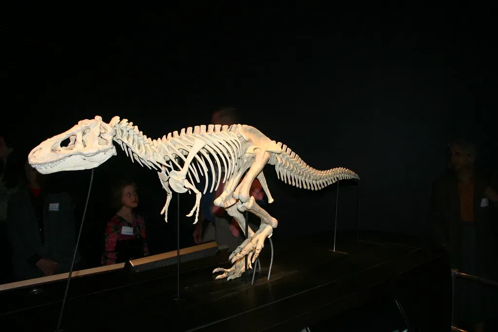 What Dinosaur Growth Rings Reveal About Speed, Size, and Survival (Steve Starer, Flickr, CC BY 2.0)