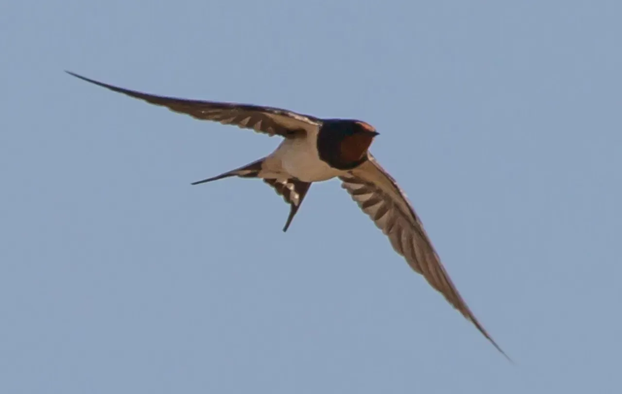 #4 - Swallows Were Thought to Hibernate Underwater All Winter (Image Credits: Pixabay)
