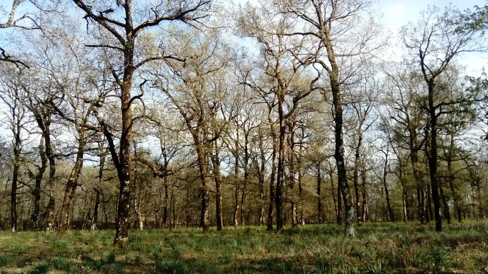 Taurus – Ancient Oak Woodland with Sunlit Clearings (By Rostislav Nikulin, CC BY-SA 4.0)