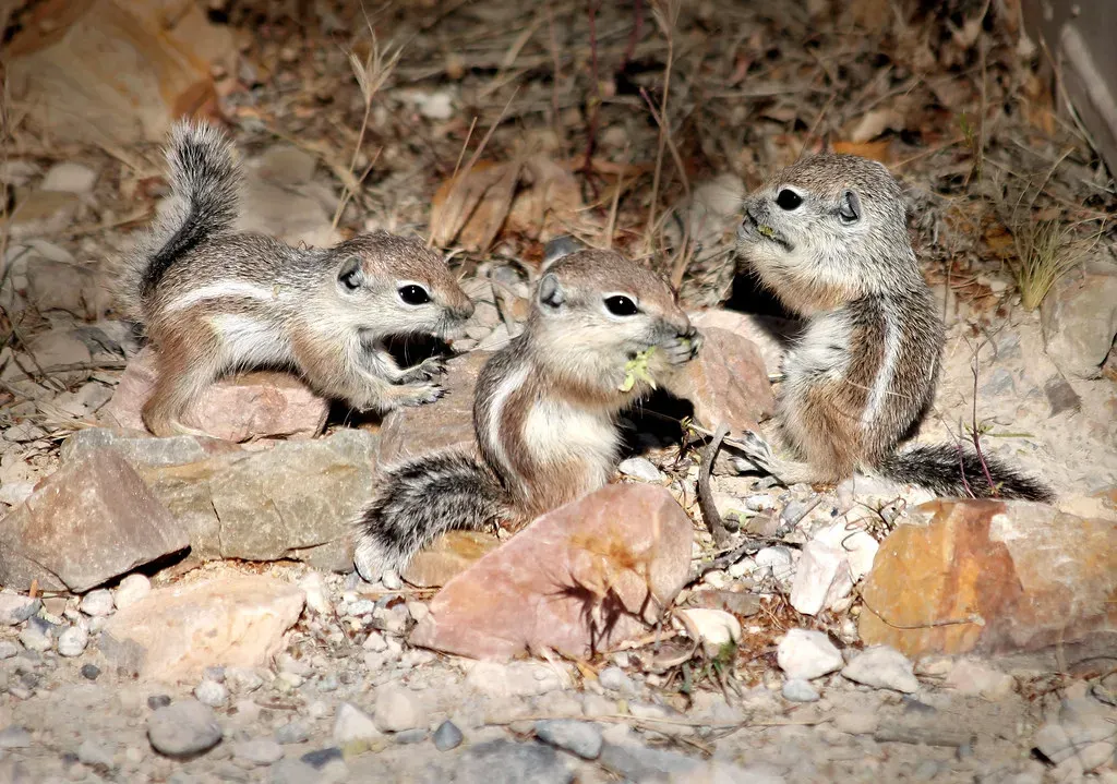 7. The Rise of Warm Blood: How Mammals and Birds Rewrote the Rules (Monkeystyle3000, Flickr, CC BY 2.0)