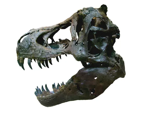 Inside The Skull: What T. Rex’s Braincase Really Tells Us (This image has been extracted from another file, CC BY-SA 3.0)