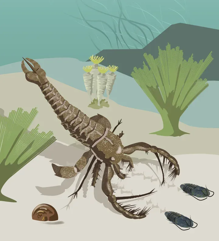 Megalograptus And Its Giant Sea-Scorpion Cousins (By National Park Service, Public domain)