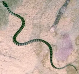 Pisces – The Sea Krait: Dreamy, Between Two Realms (By Poyt448 Peter Woodard, Public domain)