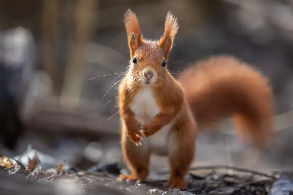 Finding Your True Spirit Animal (Image Credits: Flickr)