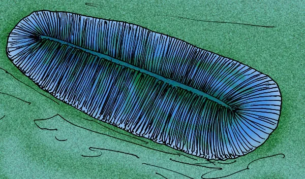 Pisces: The Dickinsonia (Image Credits: Wikimedia)