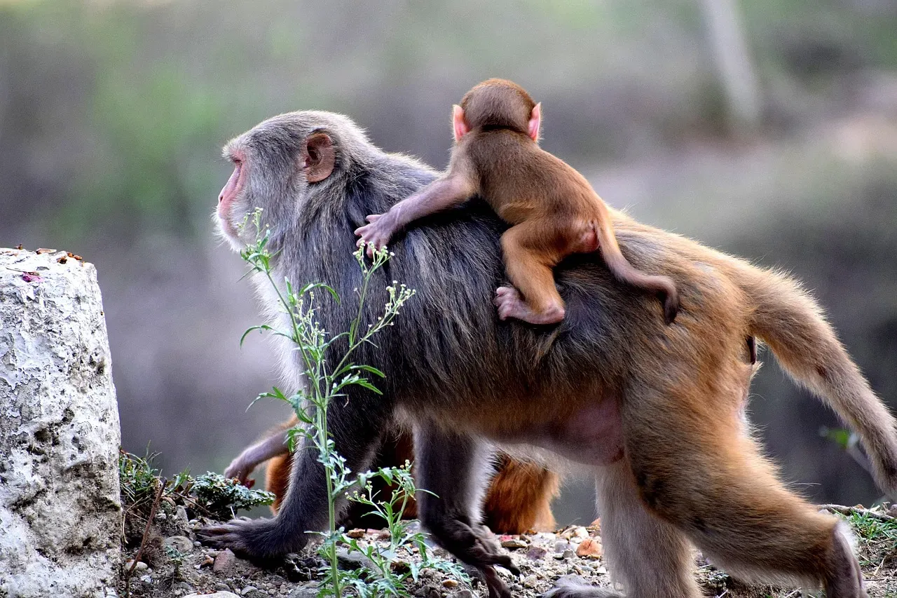 Mammalian Superpowers: Brains, Parenting, and Night Life (Image Credits: Pixabay)