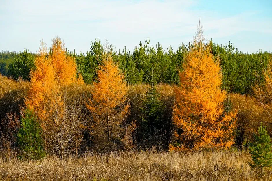 9. Gymnosperm Forests Dominated Before Flowering Plants Arrived (Image Credits: Pexels)