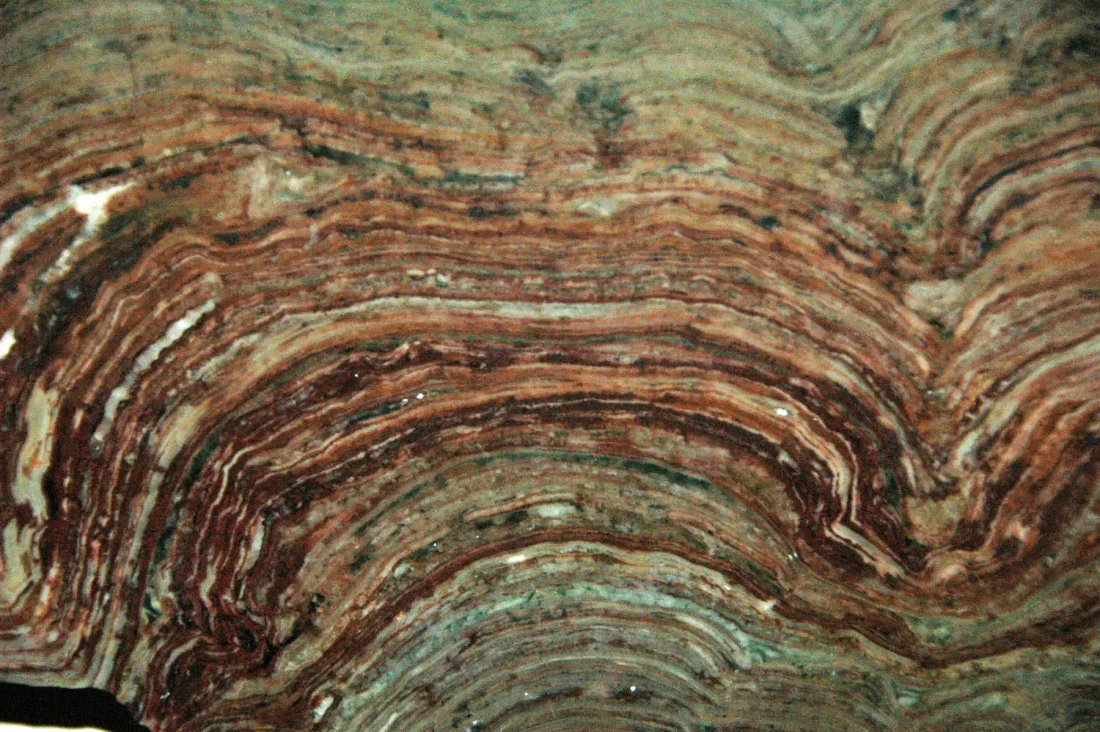 Stromatolites: The Oldest Ecosystems You Can Actually See (Stromatolites (Snowslip Formation, Belt Supergroup, Mesoproterozoic, 1.44 Ga; Glacier National Park, Montana, USA) 4, CC BY 2.0)