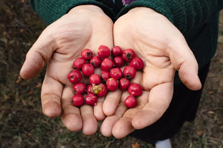 Food First: Foraging and the Calm Confidence of Knowing Where to Look (Image Credits: Pexels)
