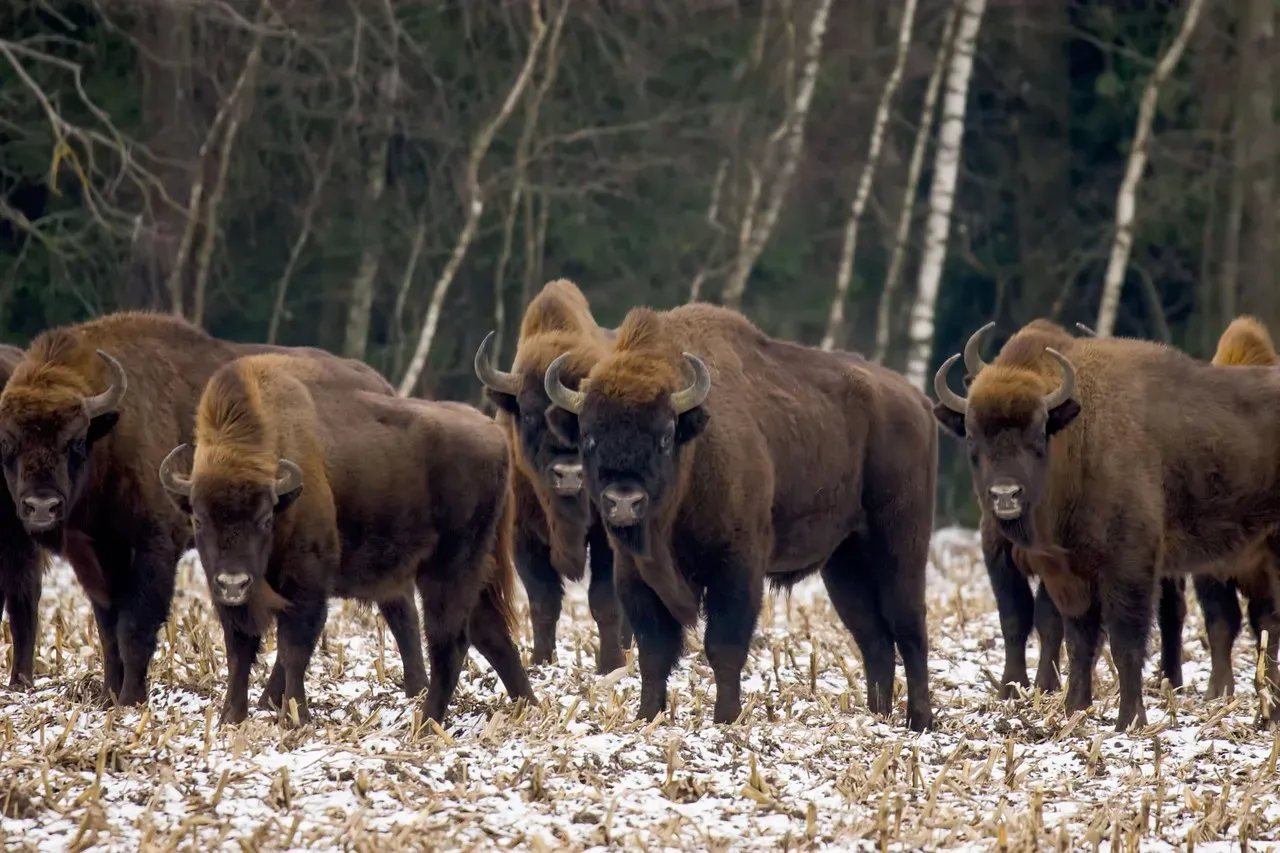 Bison and the American Expansion (Image Credits: Pixabay)