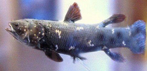 The Coelacanth: The Fish That Time Forgot (Image Credits: Wikimedia)