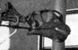 The Hasty Discovery That Started the Myth (By Sharp_lull_brontosaurus.jpg: Unknown.
derivative work: Dinoguy2 (talk), Public domain)