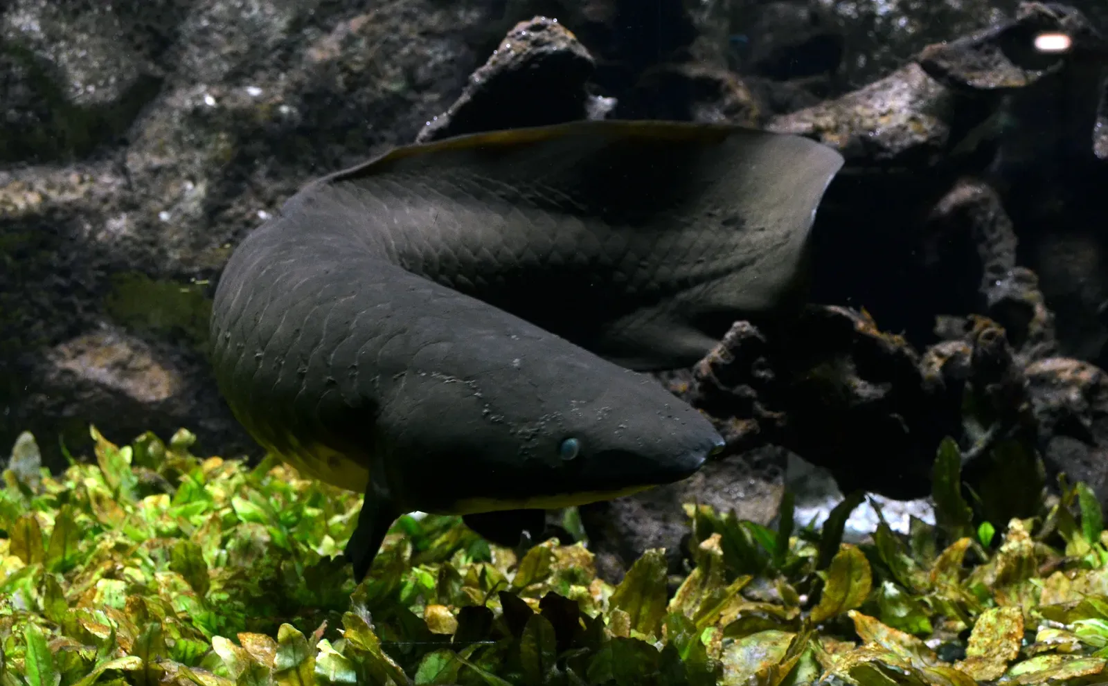 #5 - The Lungfish: The Fish Learning to Breathe Air Before Anything Else Did (By Vassil, CC0)