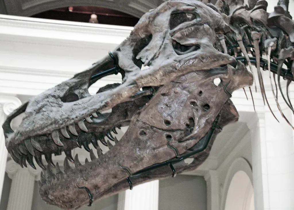 Bone Infections Were Devastatingly Common in Some Regions (Image Credits: Flickr)