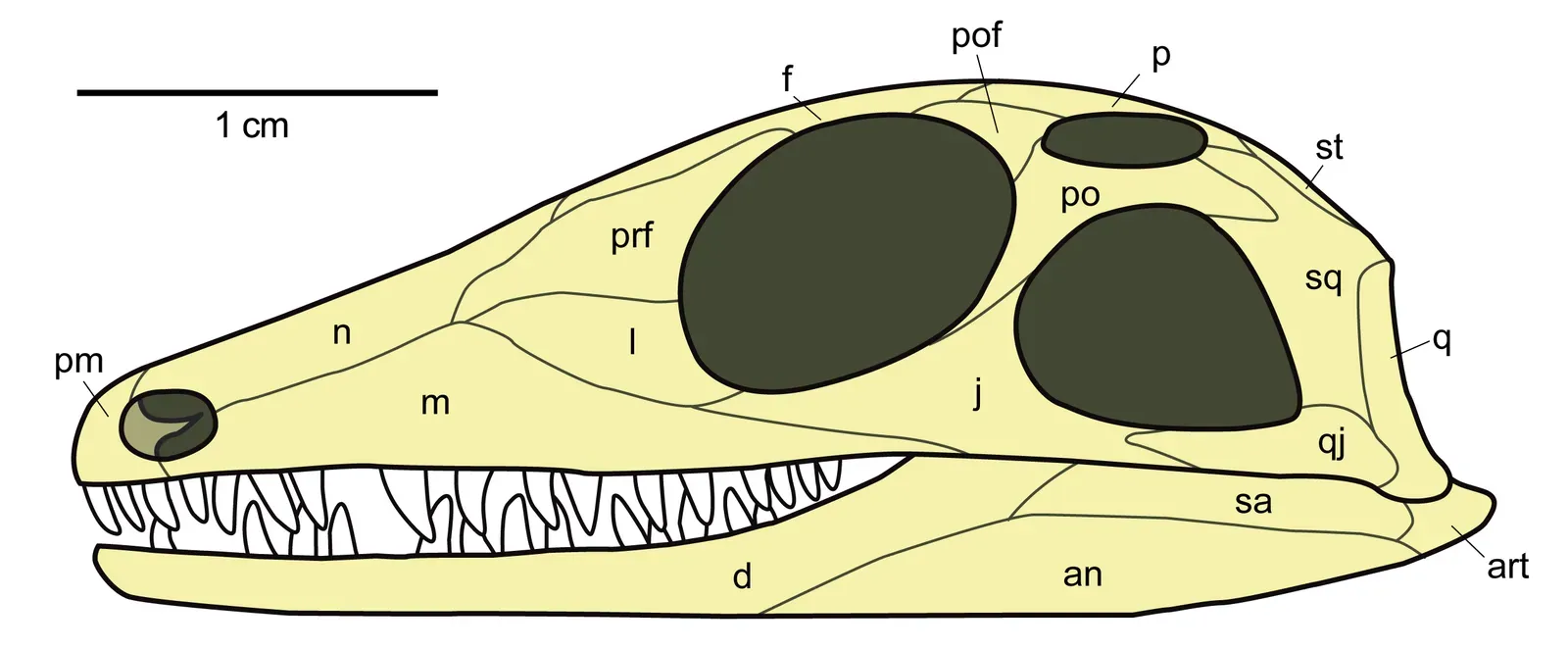 7. The Temporal Fenestrae: Skull Windows That Powered Stronger Bites (By Gretarsson, CC BY-SA 3.0)