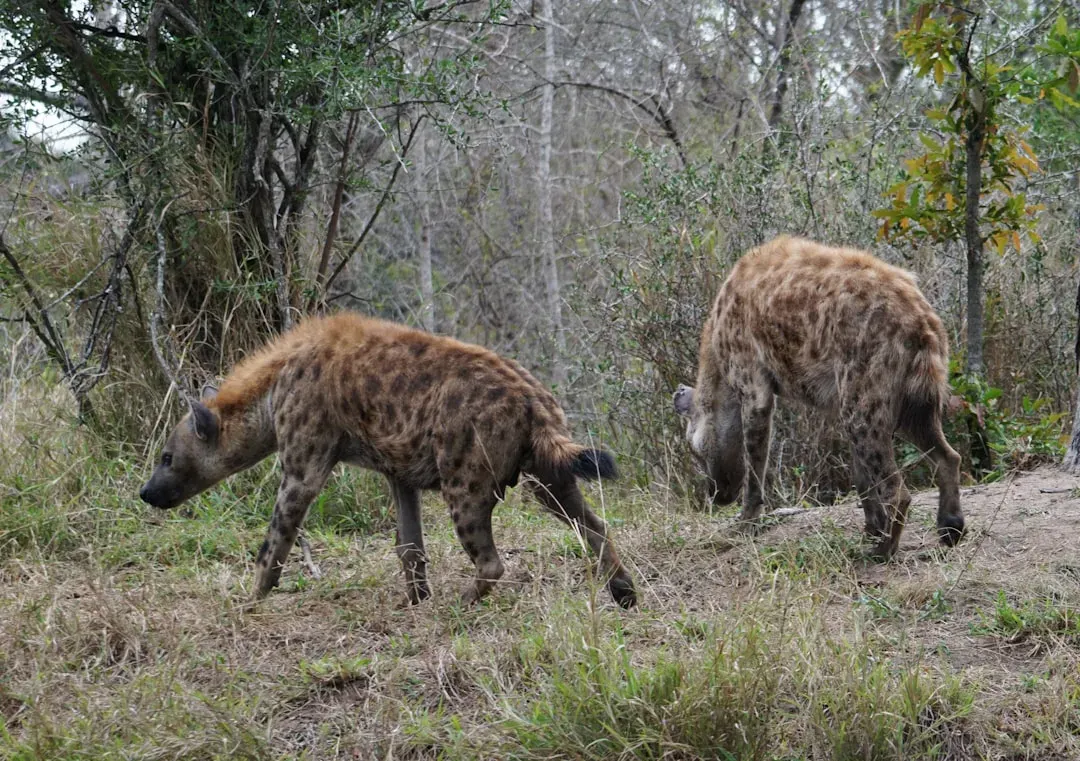 Groups of Spotted Hyenas: Persistence Predators (Image Credits: Unsplash)