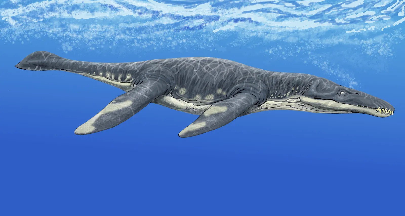 Hydrodynamic Predator, Not a Slow Ocean Tank (By DiBgd, CC BY-SA 4.0)