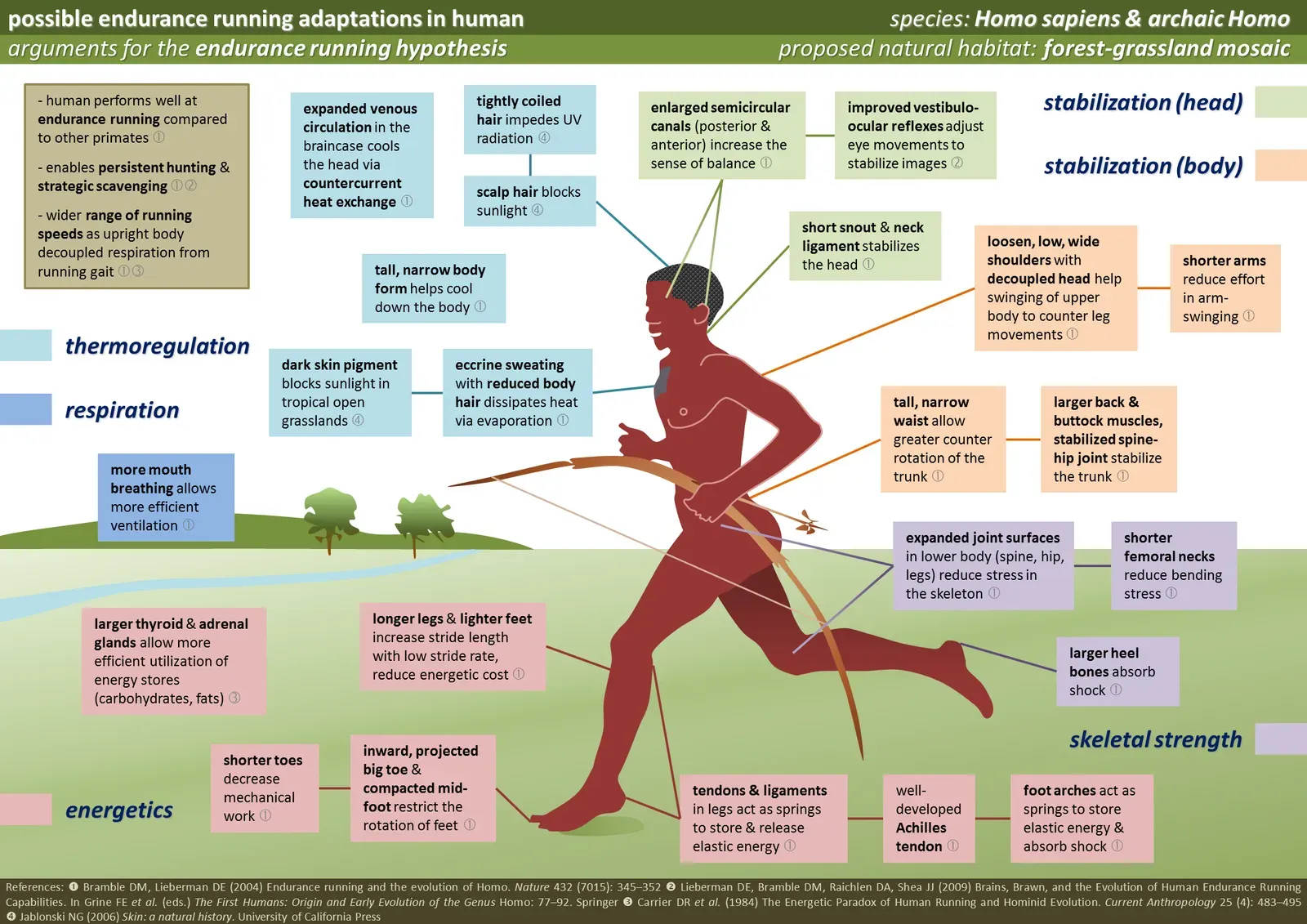 7. Adapting Bodies and Brains: Biological and Behavioral Flexibility (Own work based on:Bramble DM, Lieberman DE (2004) Endurance running and the evolution of Homo. Nature 432 (7015): 345–352
Lieberman DE, Bramble DM, Raichlen DA, Shea JJ (2009) Brains, Brawn, and the Evolution of Human Endurance Running Capabilities. In Grine FE et al. (eds.) The First Humans: Origin and Early Evolution of the Genus Homo: 77–92. Springer
Carrier DR et al. (1984) The Energetic Paradox of Human Running and Hominid Evolution. Current Anthropology 25 (4): 483–495
Jablonski NG (2006) Skin: a natural history. University of California Press, CC BY-SA 3.0)