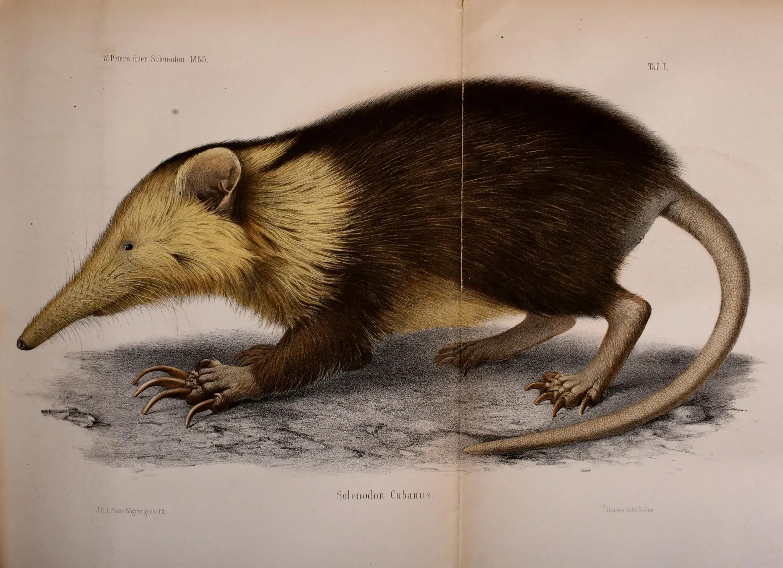 Cuban Solenodon – The Venomous Relic That Wouldn’t Quit (By J. D. L. Franz Wagner, Public domain)