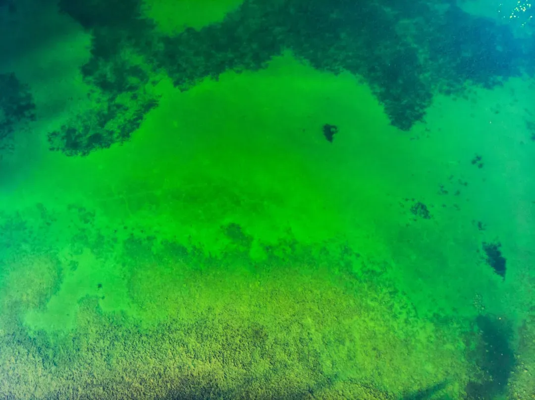 7. Cyanobacteria Single-Handedly Transformed Earth's Atmosphere (Image Credits: Unsplash)