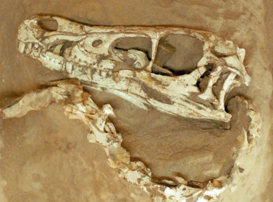 #3 - A Claw Buried in the Throat (Image Credits: Wikimedia)