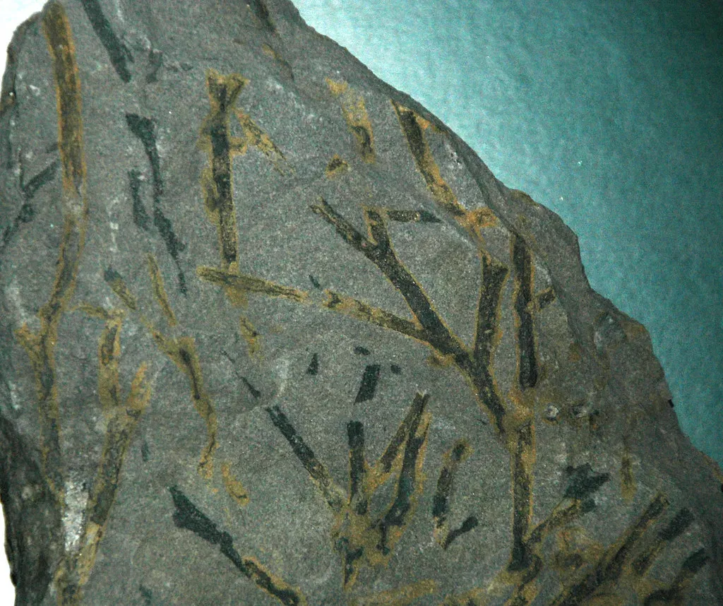 When New York Revealed the Planet's First Woodland (Image Credits: Flickr)