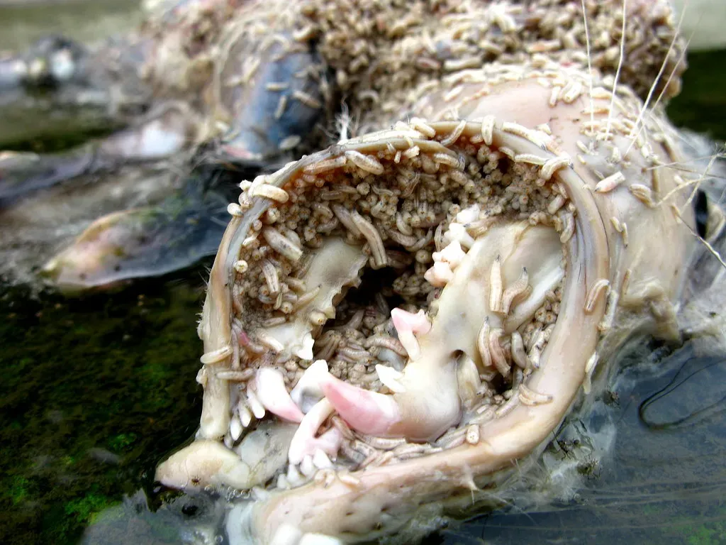 The prehistoric world that shaped our disgust for decay (OakleyOriginals, Flickr, CC BY 2.0)